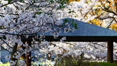 P1900264：ソメイヨシノ_R