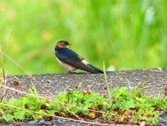 P1030555：コシアカツバメ（幼鳥）_R
