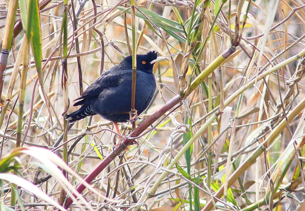 P4740547：ハッカチョウ_R