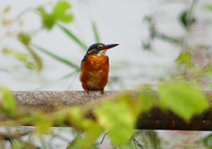 P1260436：カワセミ（メス）_R