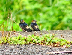 P1030514：コシアカツバメ（幼鳥）_R