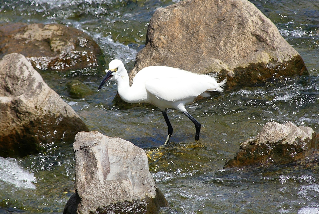 P1020350：コサギ_R