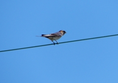 P1160083：コシアカツバメ_R
