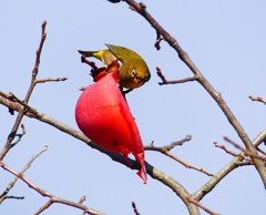 P4520766：メジロ_R