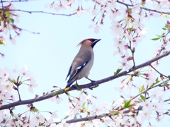 P4000068：桜にキレンジャク_R