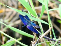 P1080677：チョウトンボ_R