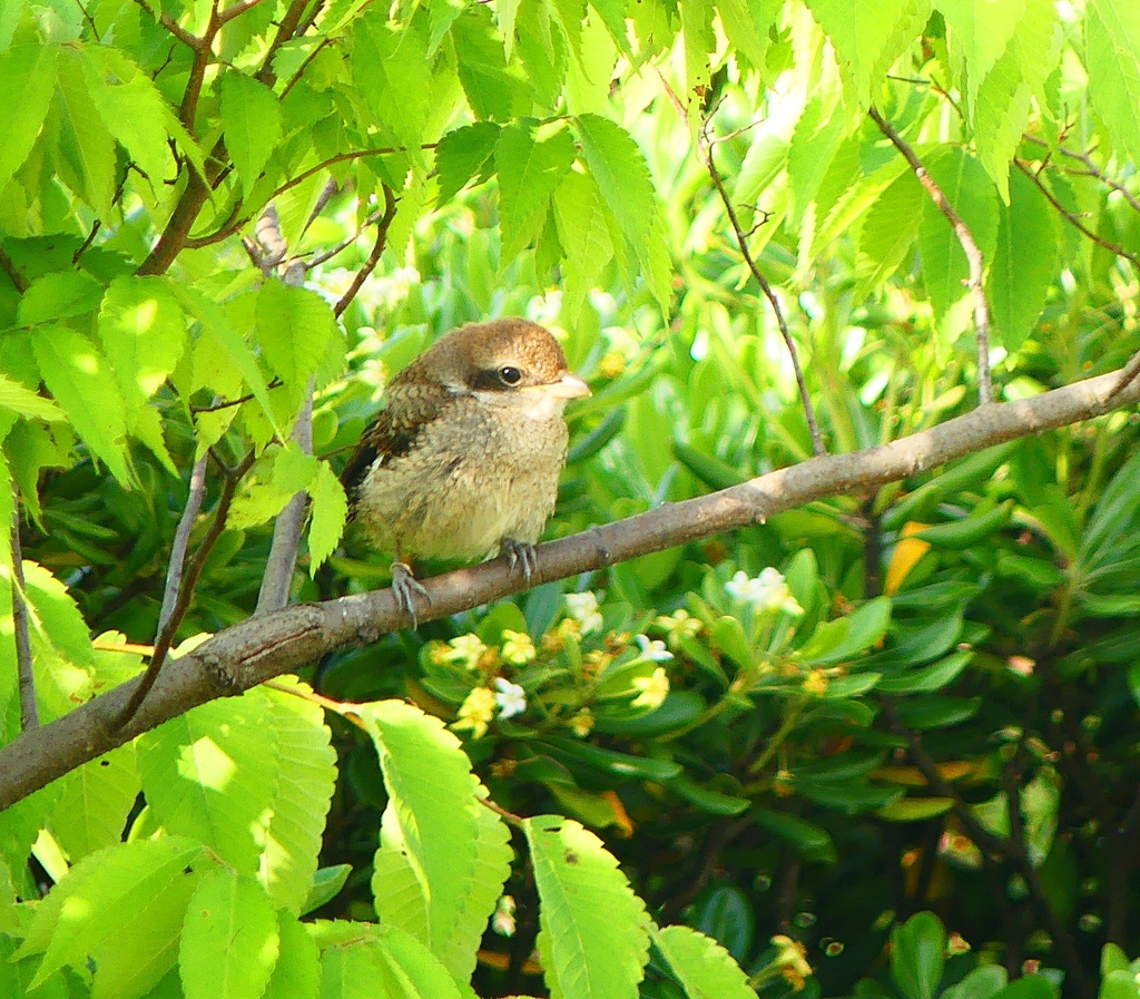 P4110606：モズ（幼鳥）_R