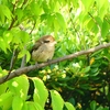 P4110606：モズ（幼鳥）_R