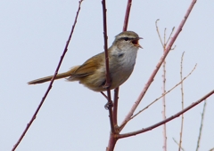 P1850547：ウグイス_R