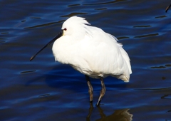 P1700437：ヘラサギ_R