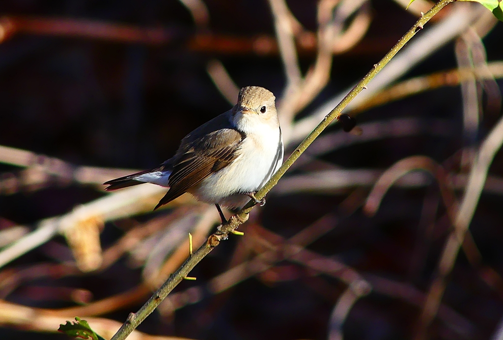 P4620135：ニシオジロビタキ_R