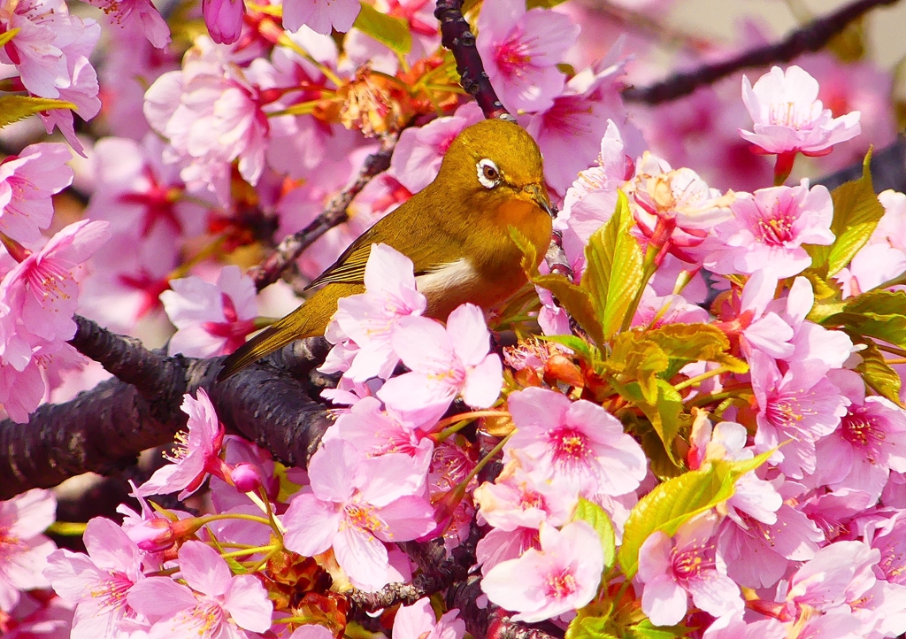 P1900009：河津桜にメジロ_R