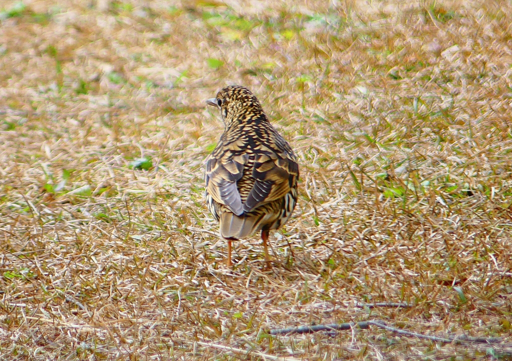 P1760071：トラツグミ_R