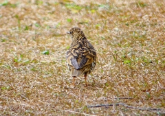 P1760071：トラツグミ_R