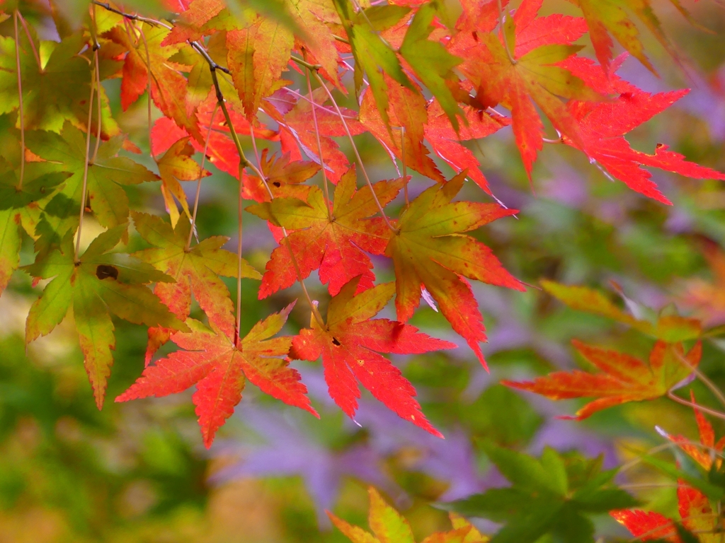 P1030580：永観堂＜京都の紅葉＞_R