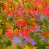 P1030580：永観堂＜京都の紅葉＞_R