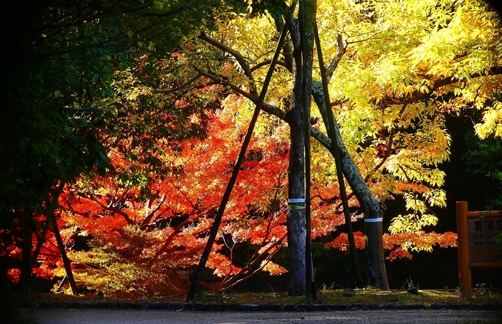 P4510435：紅葉_R