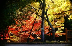 P4510435：紅葉_R