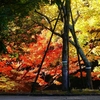 P4510435：紅葉_R