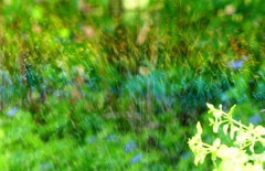 P4270120：散水の虹_R