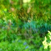 P4270120：散水の虹_R