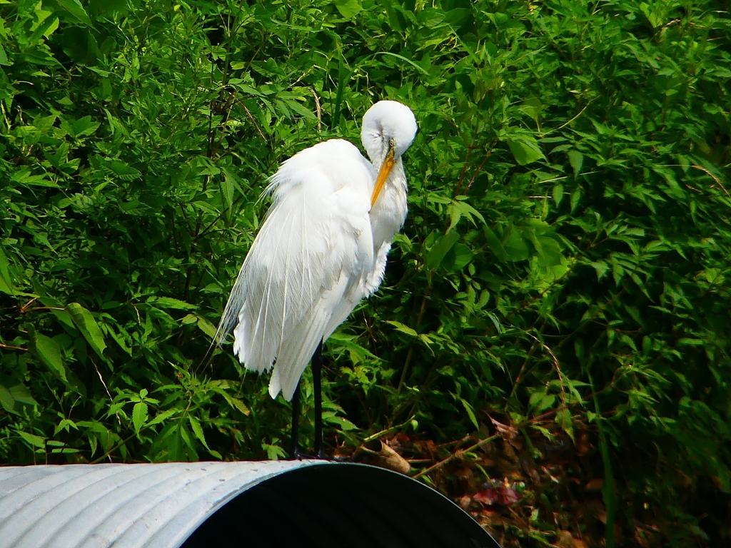 P1080431：ダイサギ_R
