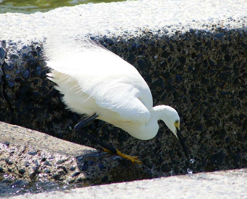 P4100519：コサギ_R