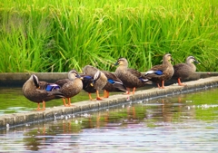 P4320856：カルガモ_R