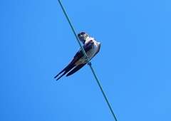 P1170373：コシアカツバメ_R