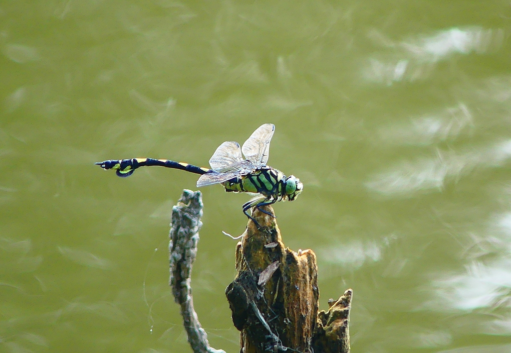 P4180640：ウチワヤンマ_R