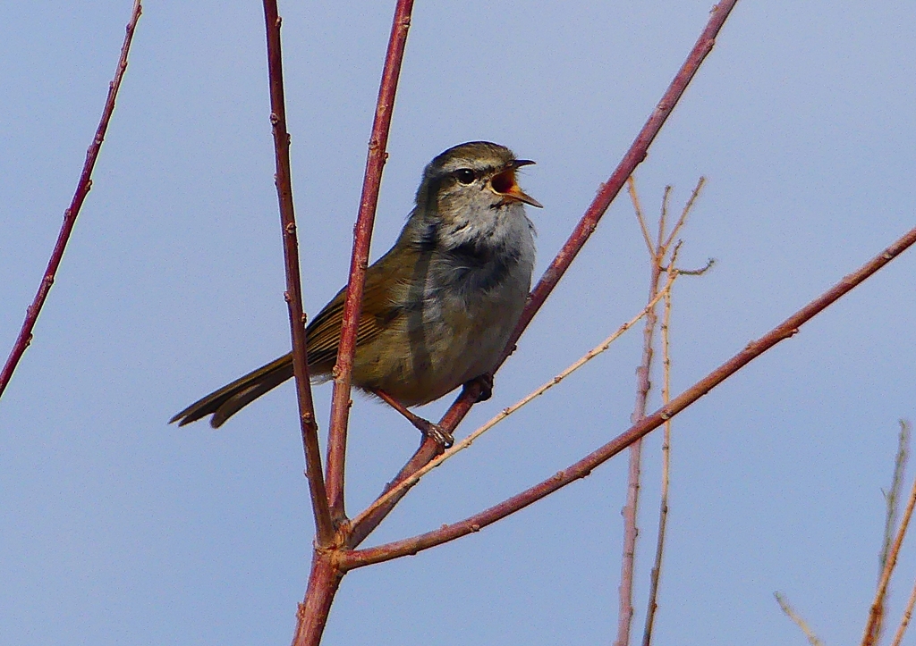P1840359：ウグイス_R
