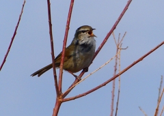 P1840359：ウグイス_R