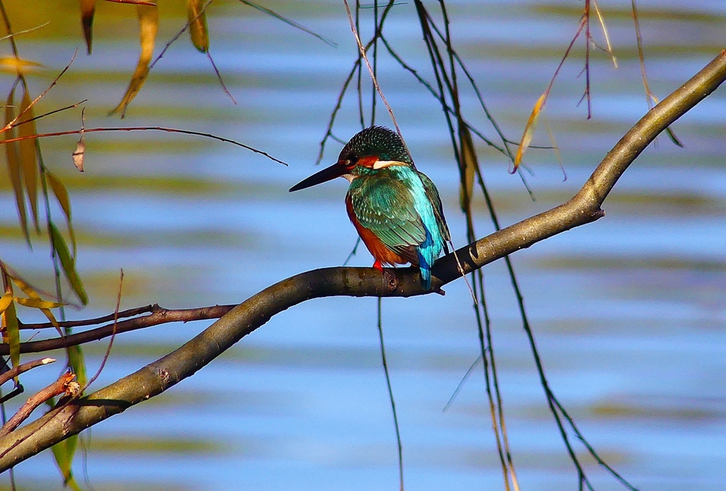 P4560362：カワセミ_R
