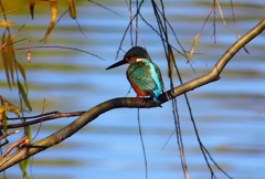 P4560362：カワセミ_R