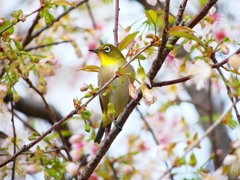 P3600555：ヒマラヤザクラにメジロ_R