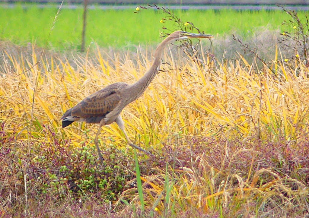 P1400595：ムラサキサギ_R
