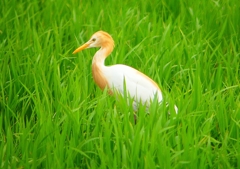 P1060027：アマサギ_R