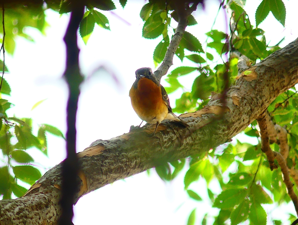 P4440590：ムギマキ（若鳥）_R
