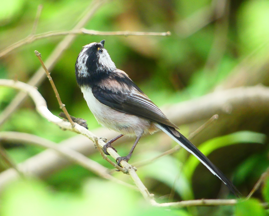 P4050542：エナガ_R