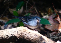 P1760623：クロジ_R