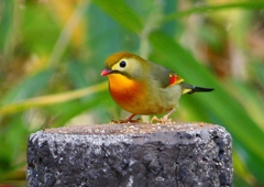 P1520461：ソウシチョウ_R