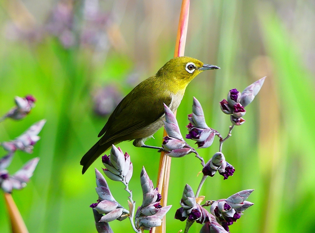 P1020064：メジロ_R