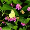 P1010258：モンキチョウ_R