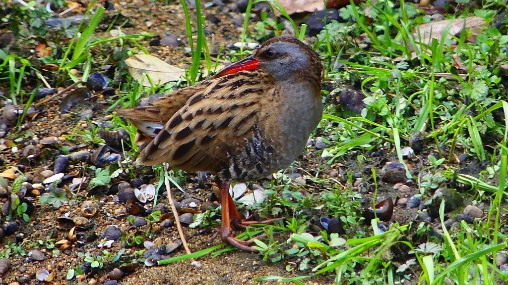 P1830806：クイナ-18_R