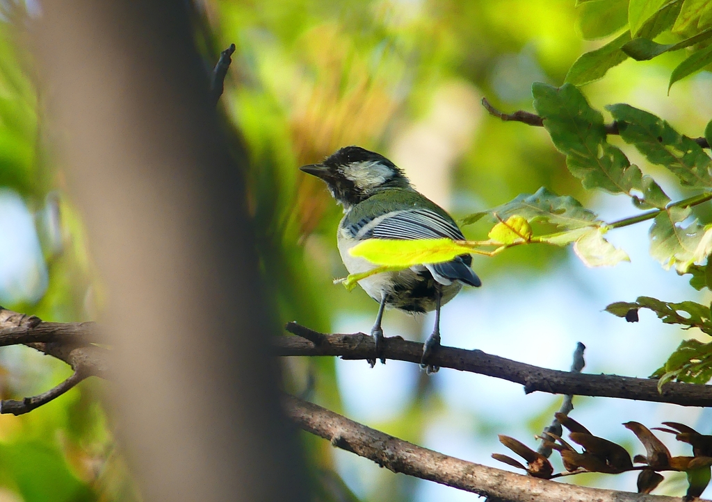 P1180228：シジュウカラ_R