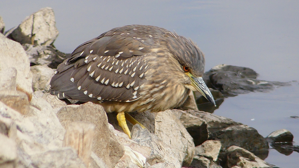 P1680425：ホシゴイ-01_R