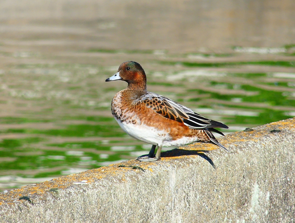 P4420045：ヒドリガモ_R