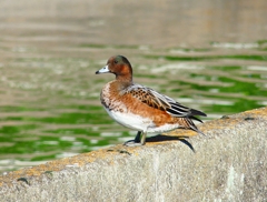 P4420045：ヒドリガモ_R
