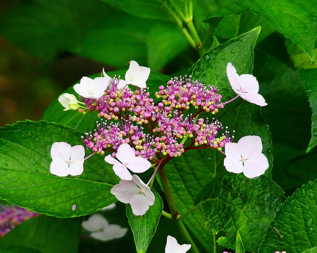 P4170694：紫陽花_R