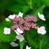 P4170694：紫陽花_R
